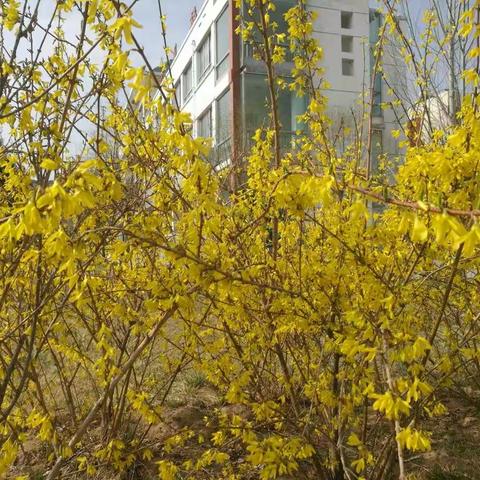 灵武市青少年活动中心春意盎然，绿意浓浓!