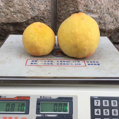 嘉善锦绣黃桃【微信A6D18A】的美篇