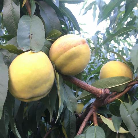 浙江锦绣黄桃马上就要上市了