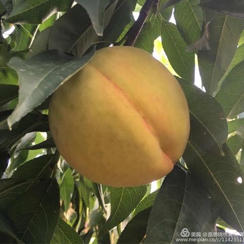 浙江-嘉善锦绣黄桃🍑🍑