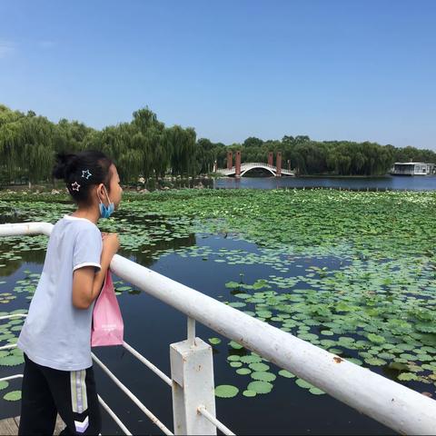 石家庄市友谊大街小学—三二班多彩假期之赏荷篇