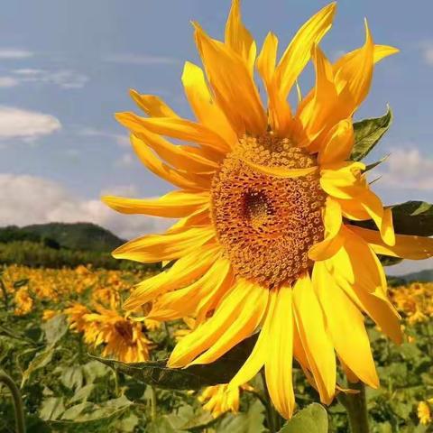 大一班“春暖花开、静待相约”