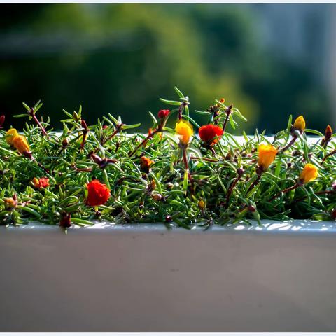 初冬，夏花盛开……