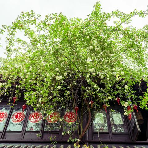 平江路的盛花季