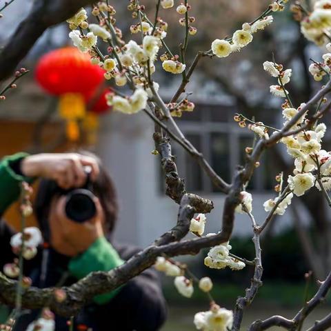 又是一年梅花季