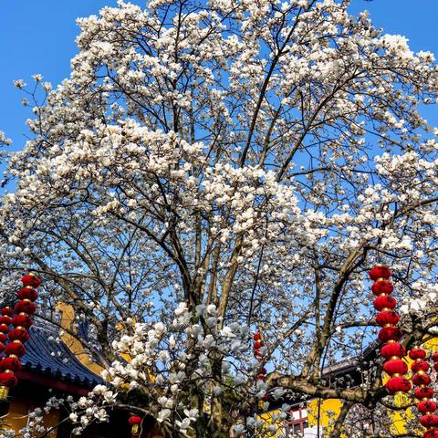 忆江南，最忆是杭州…