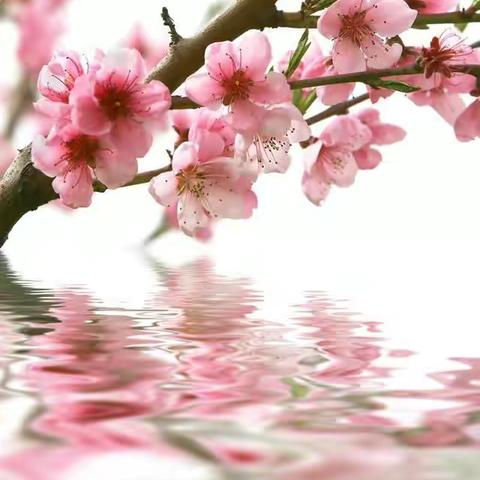 三月桃花水