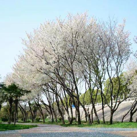 春天好时光，白河植绿忙
