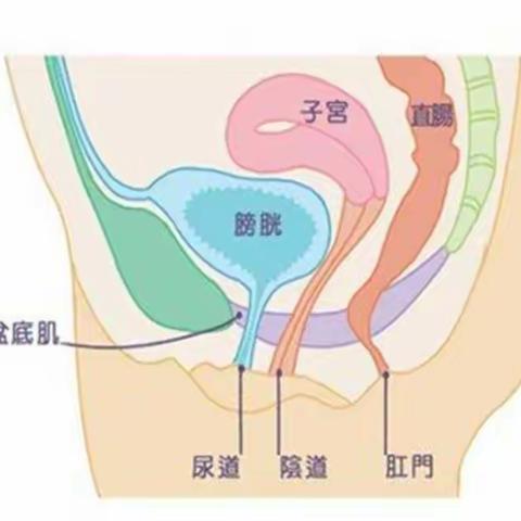 远离盆底肌损伤引发的“尴尬”