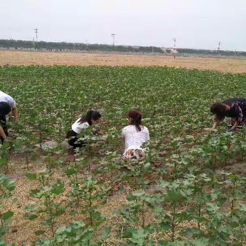 鸡泽二中在党建责任田开展抢三夏活动