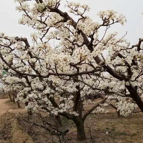 “梨花”依旧笑春风