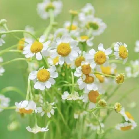 后阳幼儿园  宅家亦精彩