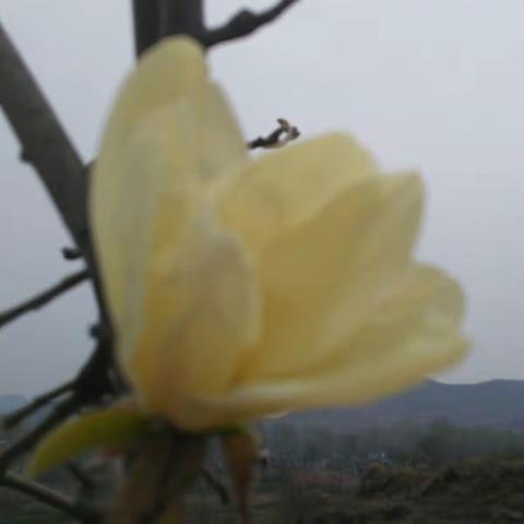 春意浓