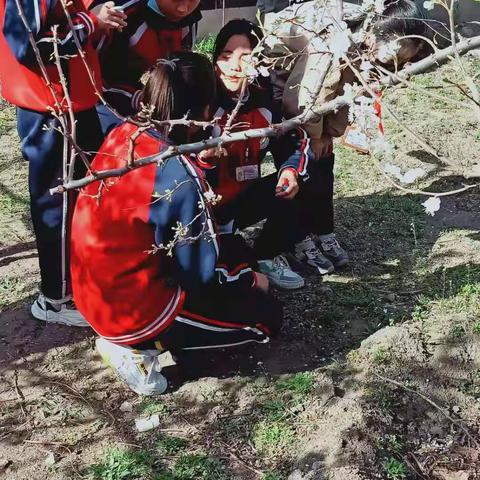 春日赏花 寻找校园最美春天