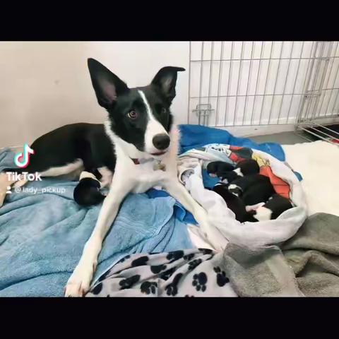 我家戴蒙（短毛边牧）第一次当爹就4儿4女