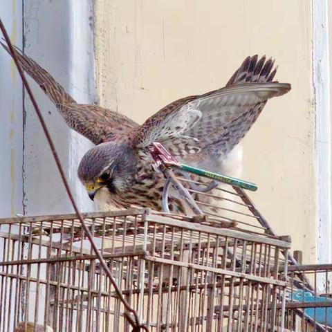 灰喜鹊群斗白尾鹞