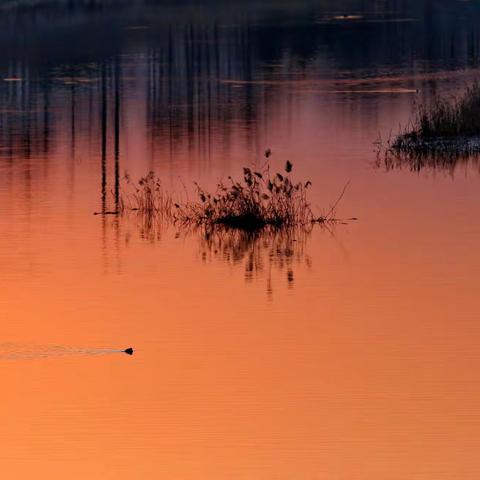冬月日落时分遇到芦苇