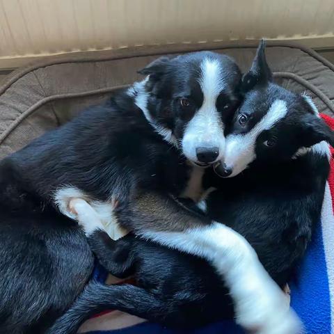 主人说了：如果将来戴蒙不认儿子，照片扔它脸上