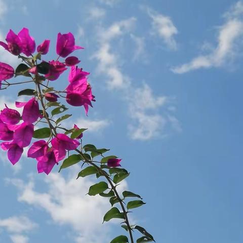 初遇美丽的西双版纳🌹🌹🌹✌✌✌（原创）