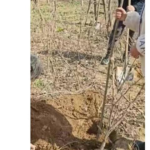 “许美好愿望，献绿色爱心”植树主题活动开始了！ －－ 柘城县张桥镇王金门小学