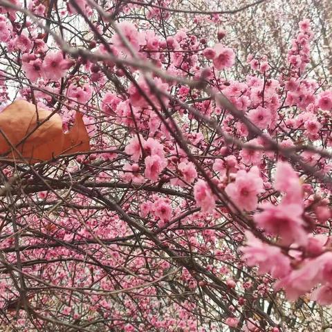 偶遇昨日春花开