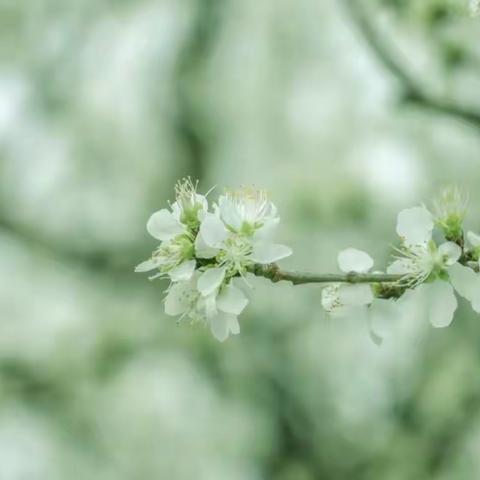 🌸春暖花已开，一起向未来🆙——杜小六一班开学一月纪实📝