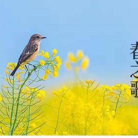 隔空教学心心念，疫去花开盼君来 ——沂水第三实验小第6周线上教学工作总结