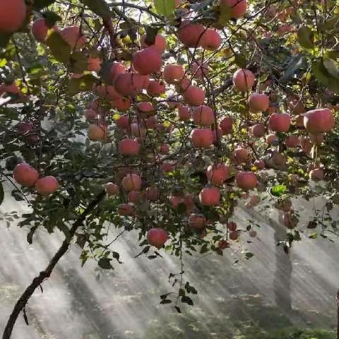 苹果的真相