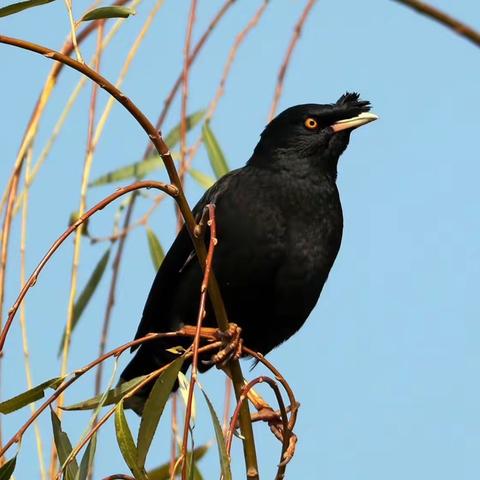 2023春季国画二级班