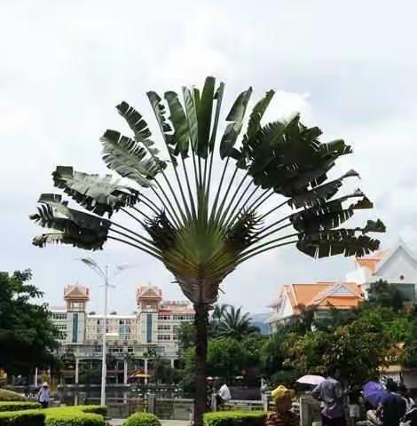 西双版纳是一棵美丽的树，长在我们心里！