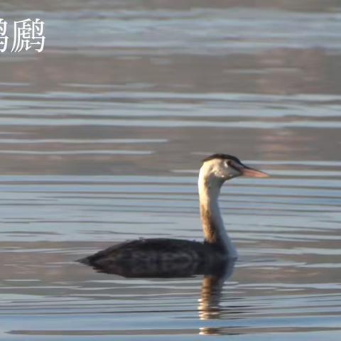 凤头䴙䴘与小䴙䴘＿滇池草海（22.12.4）