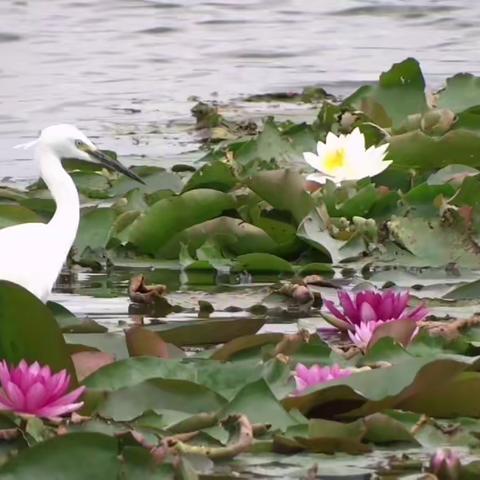 白鹭与睡莲（22.9.2滇池草海）