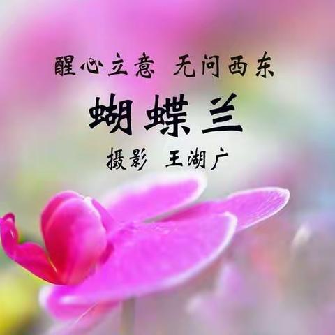 《蝴蝶兰·花腔》（三）