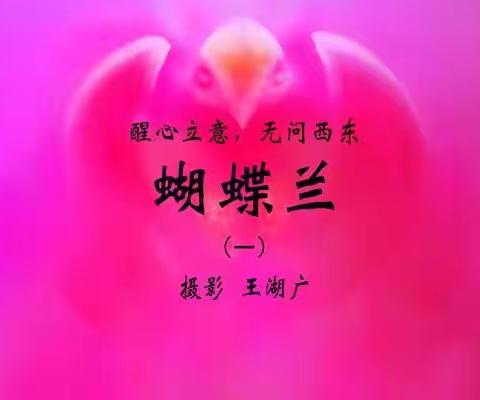 《蝴蝶兰》（一）