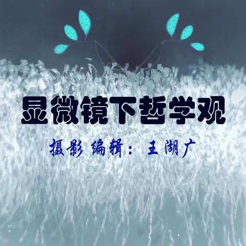 《显微镜下哲学观》