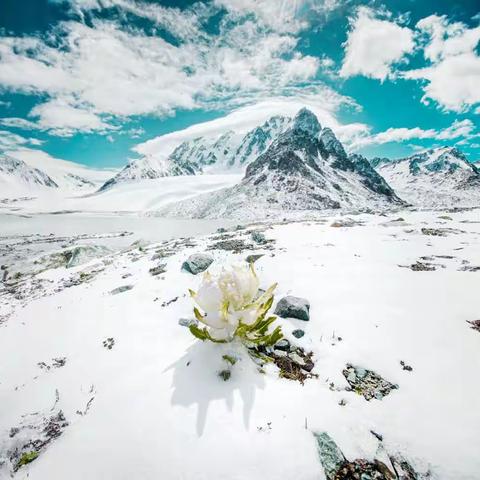 文学著作里面的天山雪莲