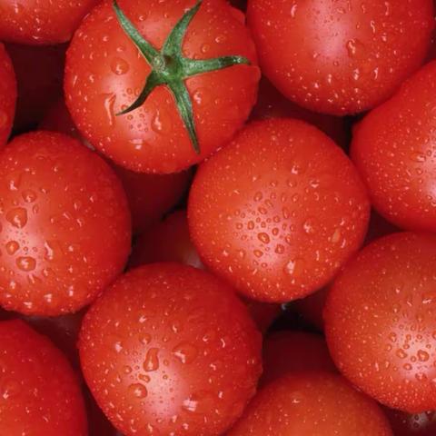 新星晨光幼儿园今日美食分享