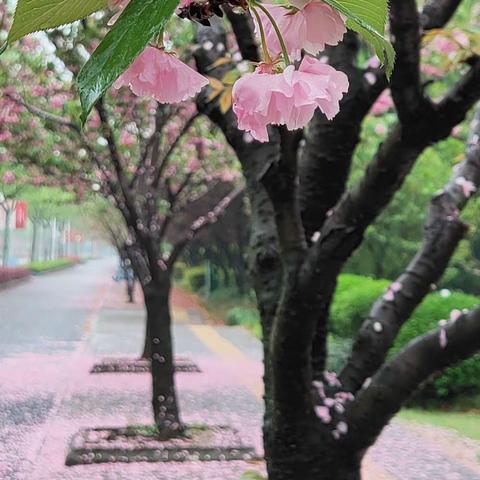 樱花树下