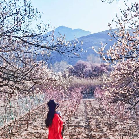 花开时节又逢春