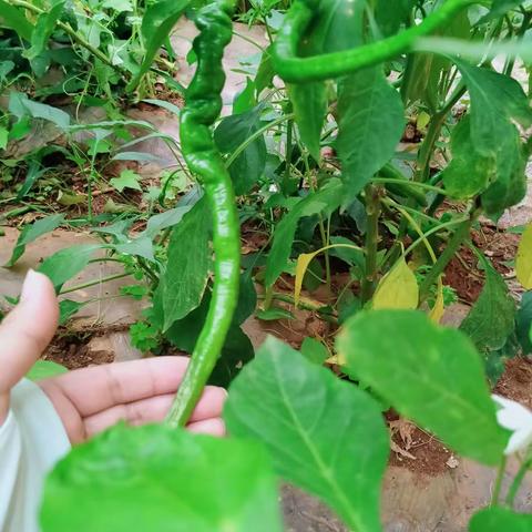 我们的小菜园
