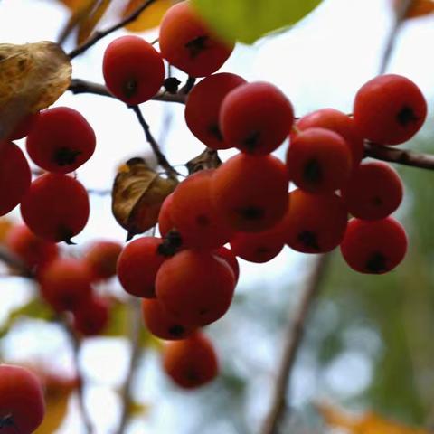 小雪时节海棠果