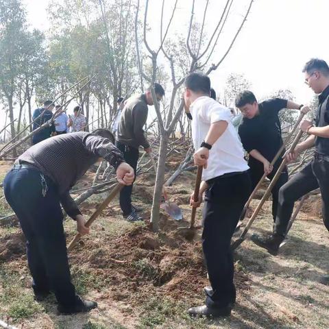 组织开展义务植树主题活动