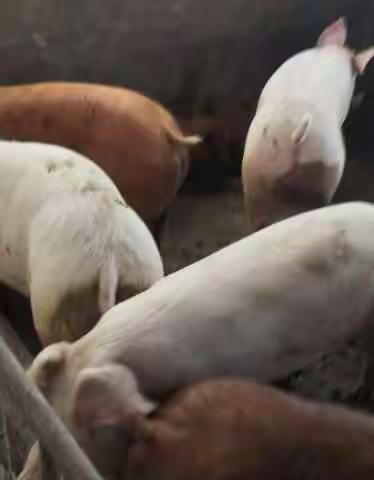 捍卫畜产品安全，严把产地检疫关，万花兽医站在行动