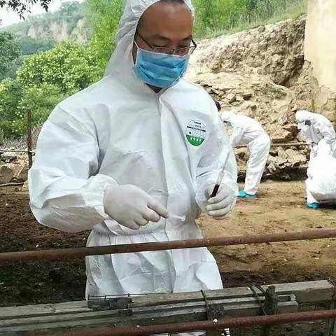 在炎炎夏日青化砭兽医站站长白宝亮，梁村乡兽医站站长沈振振，为青化砭养殖户任延朋进行羊只布病采血净化。