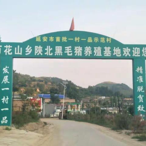 养母猪发家致富