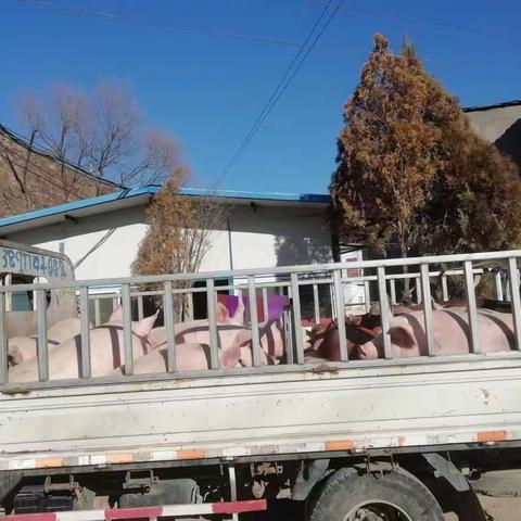 产地检疫是关键，屠宰安全有保障