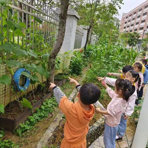 中八班种植记