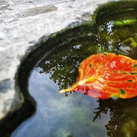 秋天的照片