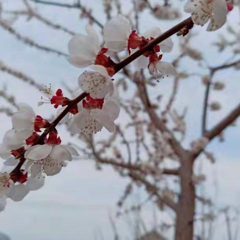 让阅读成为习惯，让书香充满家园—桥西小学开展学生在家阅读活动