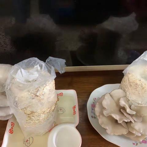 蘑菇🍄生长记